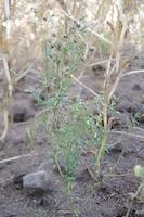 Spergula arvensis Lebensfeld Nairitz c Julia von Brackel